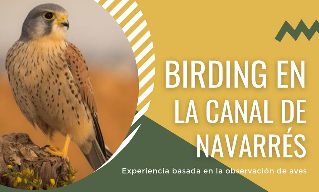 Birding en la Canal de Navarrés